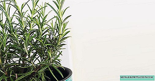 Rosemary - growing and care at home, photo species