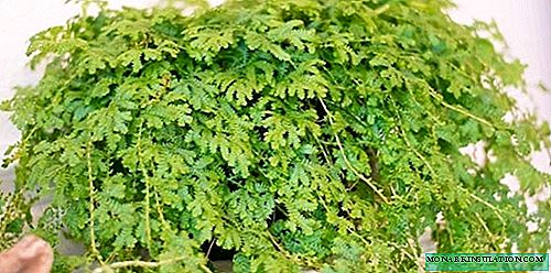 Selaginella - growing and care at home, photo