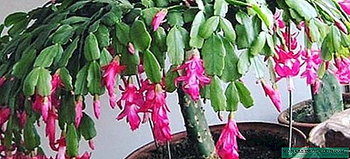 Schlumbergera - care and reproduction at home, photo varieties