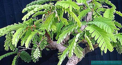 Tamarind - growing and care at home, photo