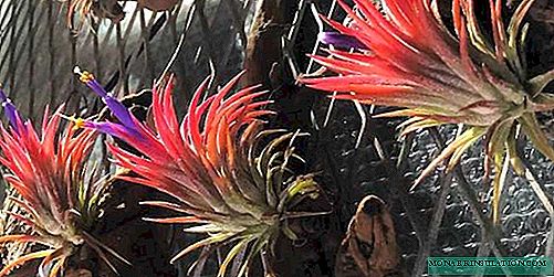 Tillandsia - home care, photo