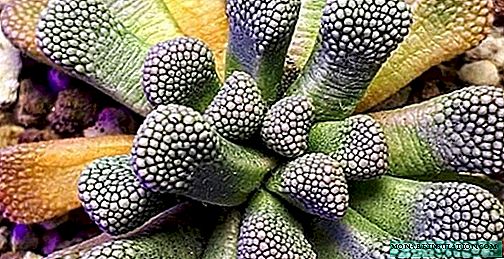 Titanopsis - growing and care at home, photo species