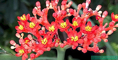 Jatropha - planting, growing and care at home, photo species