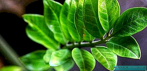 Zamioculcas at home, care and reproduction, photo