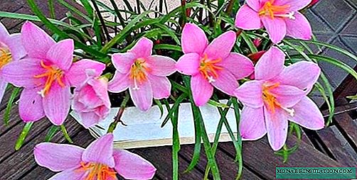 Zephyranthes - planting and care at home, photo species