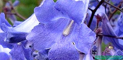 Jacaranda - growing and care at home, photo species