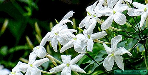 Jasmine - kasvaa ja hoitaa kotona, valokuva