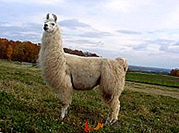 Lama - "siostra" wielbłąda