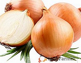 Zasady sadzenia cebuli na głowie wiosną