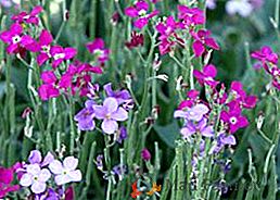 Uzgoj gillyflowers na mjestu: sadnja na sadnicama i njegu na otvorenom terenu