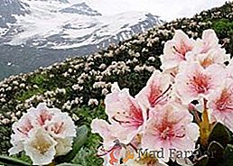 As variedades resistentes de inverno mais populares de rododendros