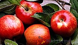 Variedades de maçãs com maturação tardia da colheita