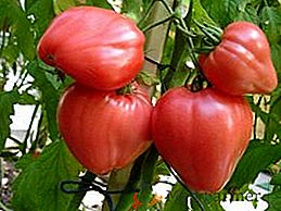 Caractéristiques de la culture et des soins de la tomate Miel rose