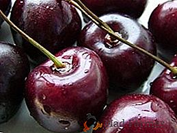 Odrůdy sladkého třešňového pozdního zrání. Popis, vlastnosti výsadby a péče