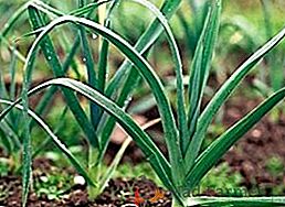 Règles pour la culture du poireau sur son jardin