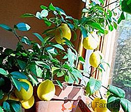 Najlepšie druhy citrónov na pestovanie v interiéri