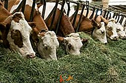 Leucémie chez une vache: symptômes, causes, conséquences