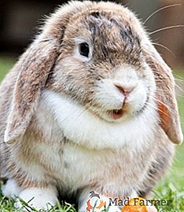 На каква възраст излюпват зайци и как да се грижат за тях?