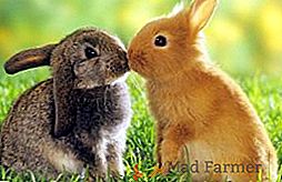Principali piaghe nelle orecchie di coniglio e metodi del loro trattamento