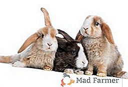 Rasy królików: futro i dół (ze zdjęciami i nazwami)