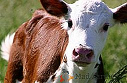 colibacteriosi dei vitelli: vaccino, cambiamenti di pathoanatomical, trattamento a casa