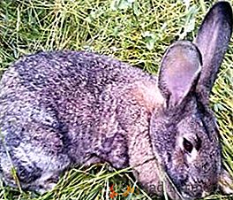 Maladies des lapins: comment guérir la coccidiose
