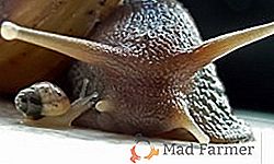 Características de cuidado para los caracoles en casa