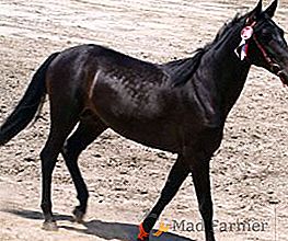 Características generales y características de la raza de caballos Karachai