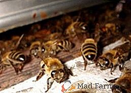 Toplotna obdelava čebel iz klobakov: kako narediti termo komoro z lastnimi rokami