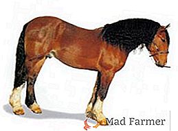 Races de chevaux lourds: description et photo