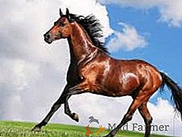 Konji konja: opis in fotografija