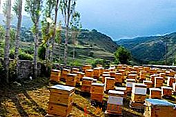 Kako izbjeći poteškoće pri prijevozu pčela