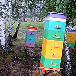Cum să reproducă albinele în stupi multi-stup