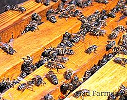 Cómo preparar las abejas para el invierno: formando un nido