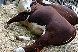 Kako zaštititi stoku (goveda) od pasteureloze