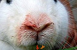 Comment traiter la pasteurellose chez les lapins