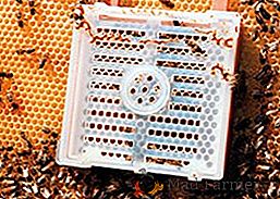 Jitterovu voštinu v včelařství: pokyny pro stažení královen