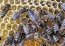 Métodos para a retirada de abelhas rainhas