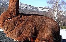 NC Contact: description, photos, soins et entretien des lapins rouges Nouvelle-Zélande