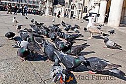Colombes de pigeon et citadins