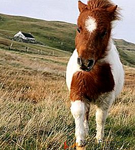 Pony: cum să aibă grijă de cai mici