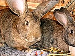 Conigli della razza Flandre (o gigante belga)