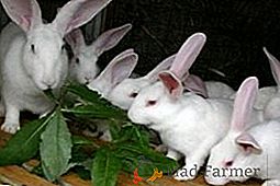 Зайците отглеждат бял гигант: характеристики на развъждането