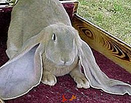 Conejos de la raza Baran