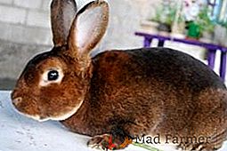 Кролики породи Рекс