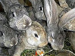 Conejos de la raza Giant Giant: perspectivas de desarrollo reproductivo