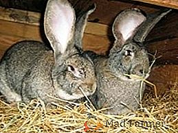 Conigli della razza Riesen