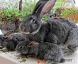 Tajomstvo úspešného chovu králikov sovietskej činčily
