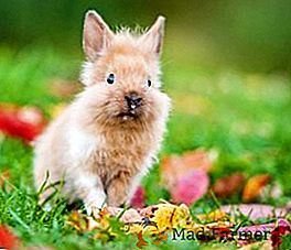 Druhy dekoratívnych králikov s fotografiami a popismi