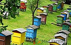Основните разпоредби на технологията за грижа за пчелите по метода на Tsebro